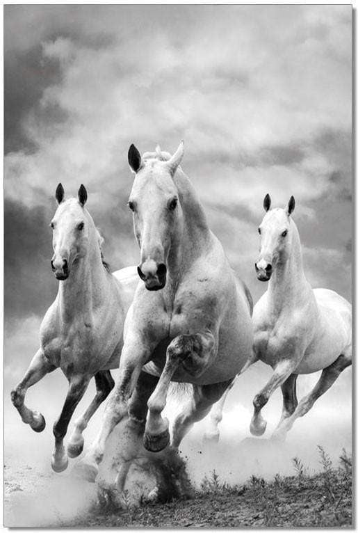 J&M Furniture Acrylic Wall Art Galloping Horses | SB-61081
